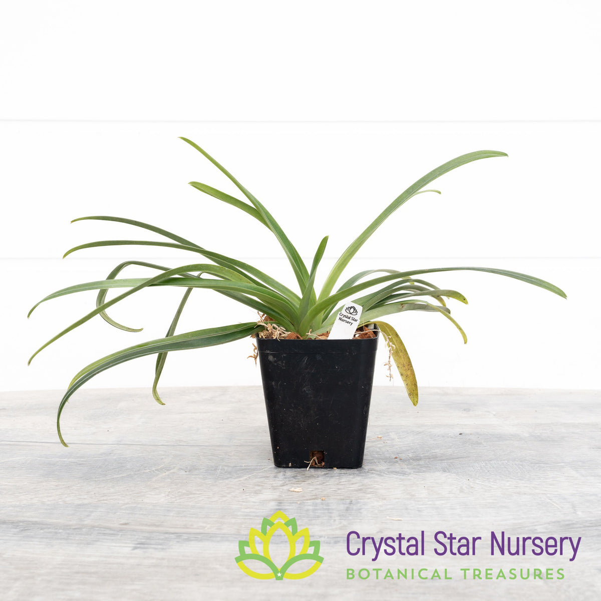 Paphiopedilum Esquirolei &#39;Co1&#39; x self (15ESQ338)
