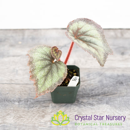 Begonia rex 'Purple Haze'