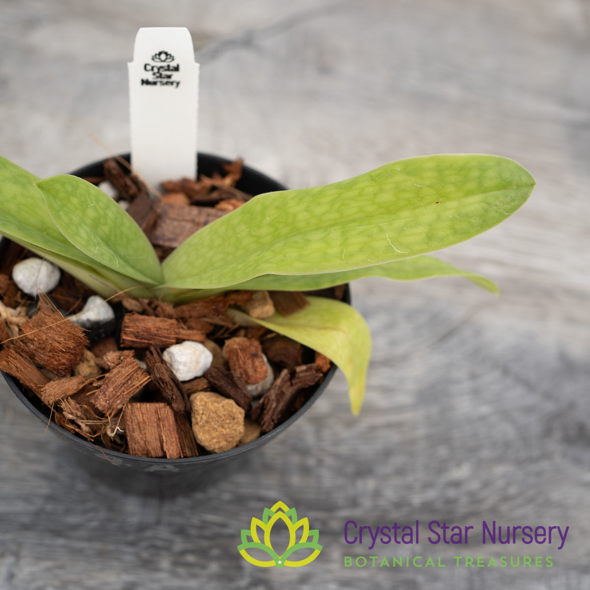 Paphiopedilum Iona (#4A)