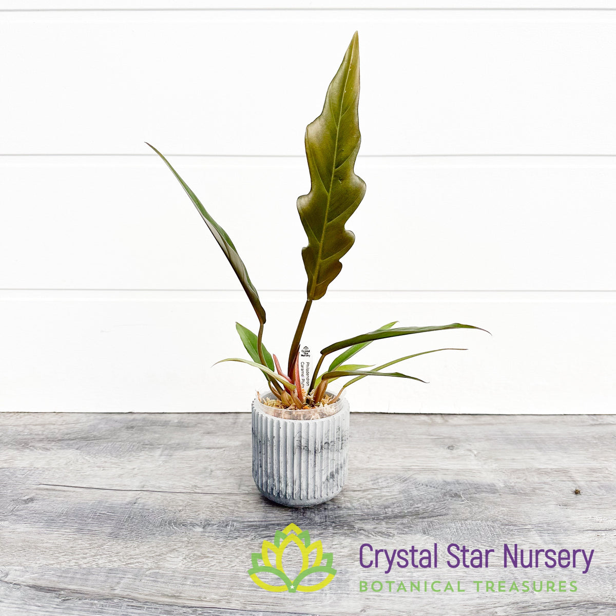 Philodendron Caramel Pluto