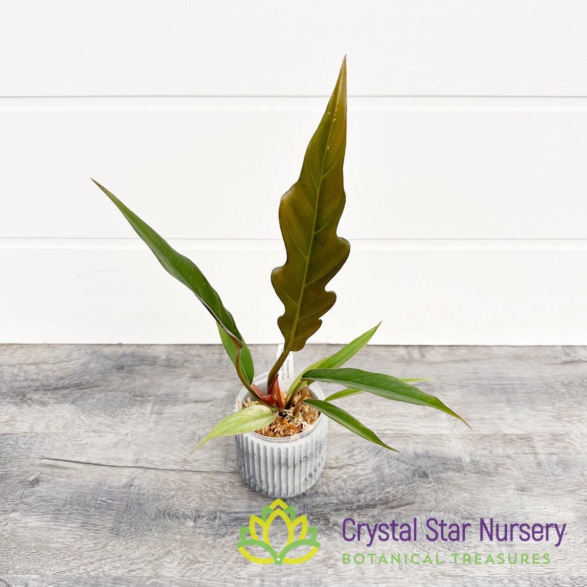 Philodendron Caramel Pluto