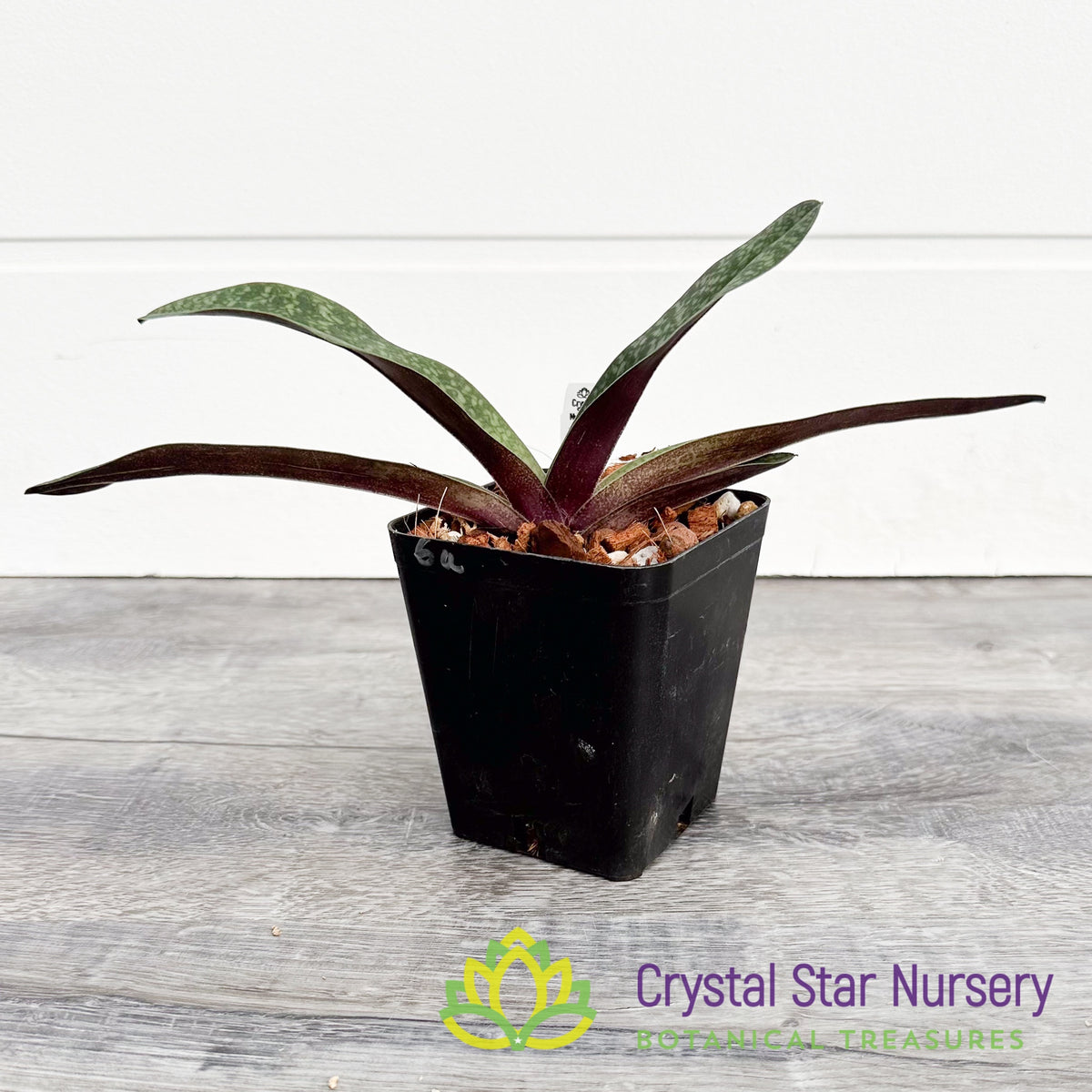 Paphiopedilum Dick Wagner