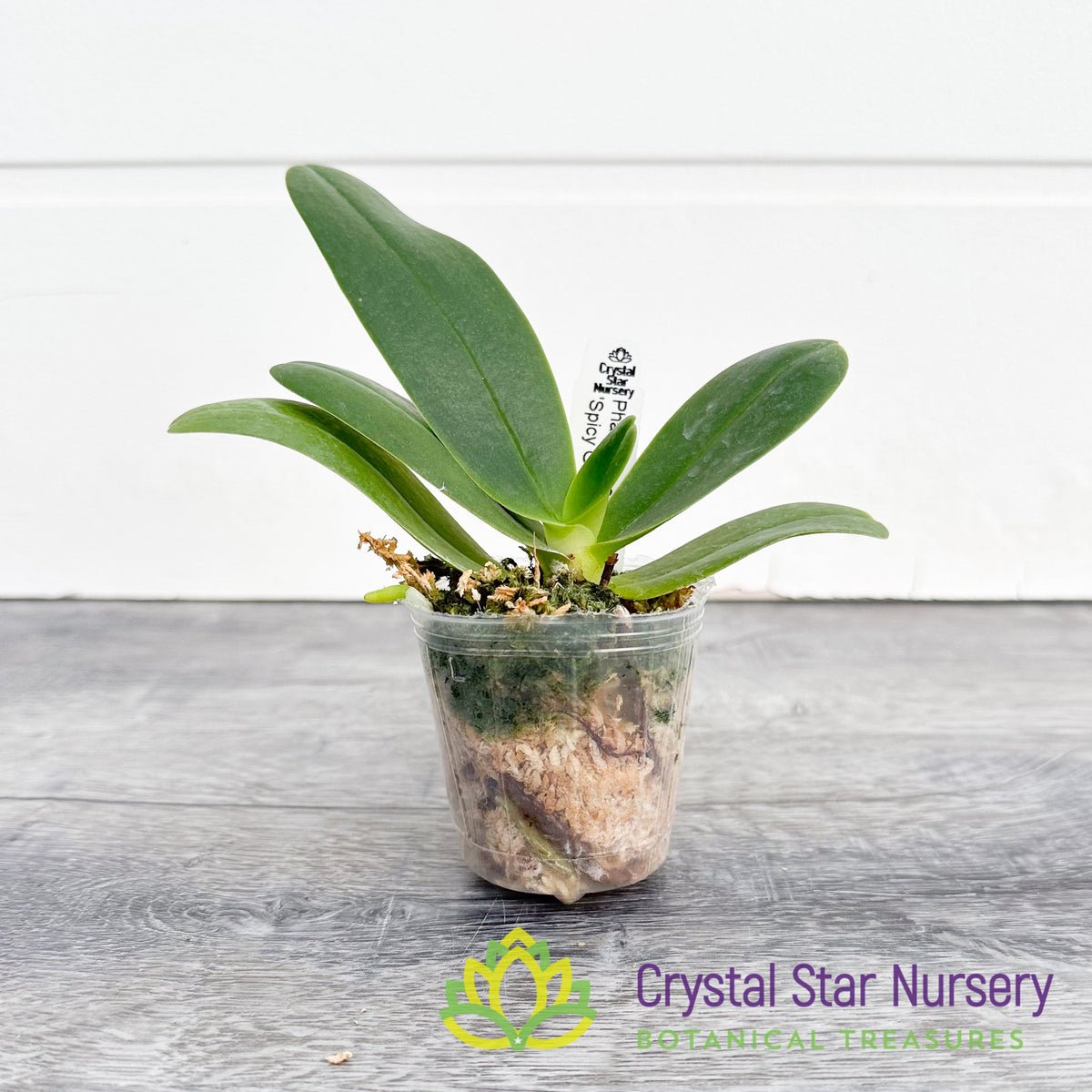 Phalaenopsis Little One &#39;Spicy Girl&#39;