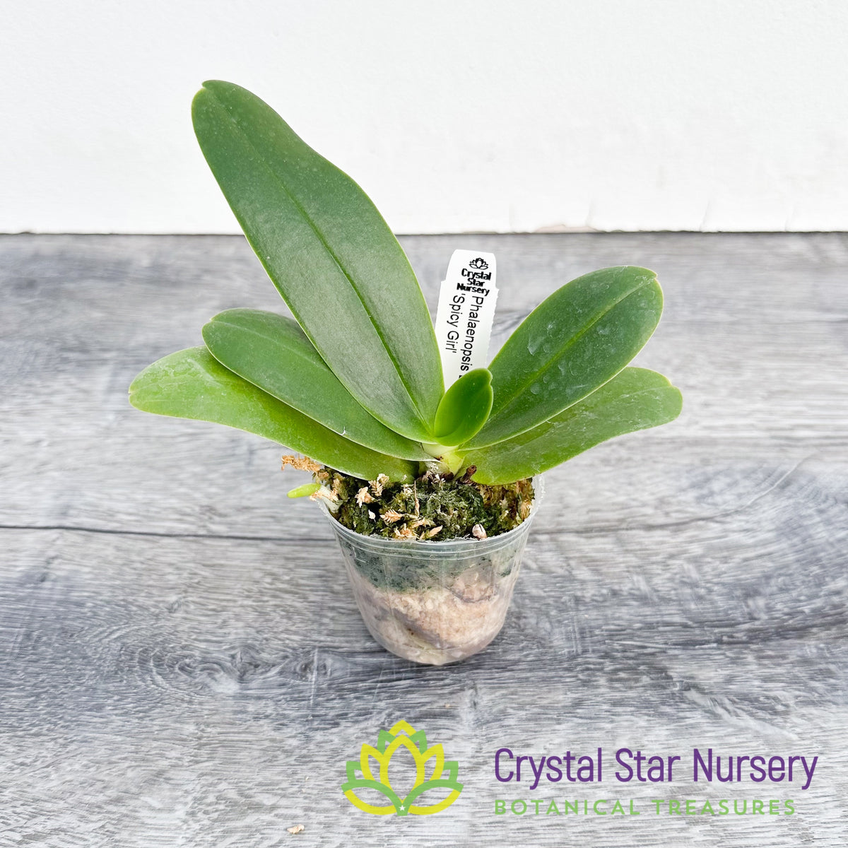 Phalaenopsis Little One &#39;Spicy Girl&#39;