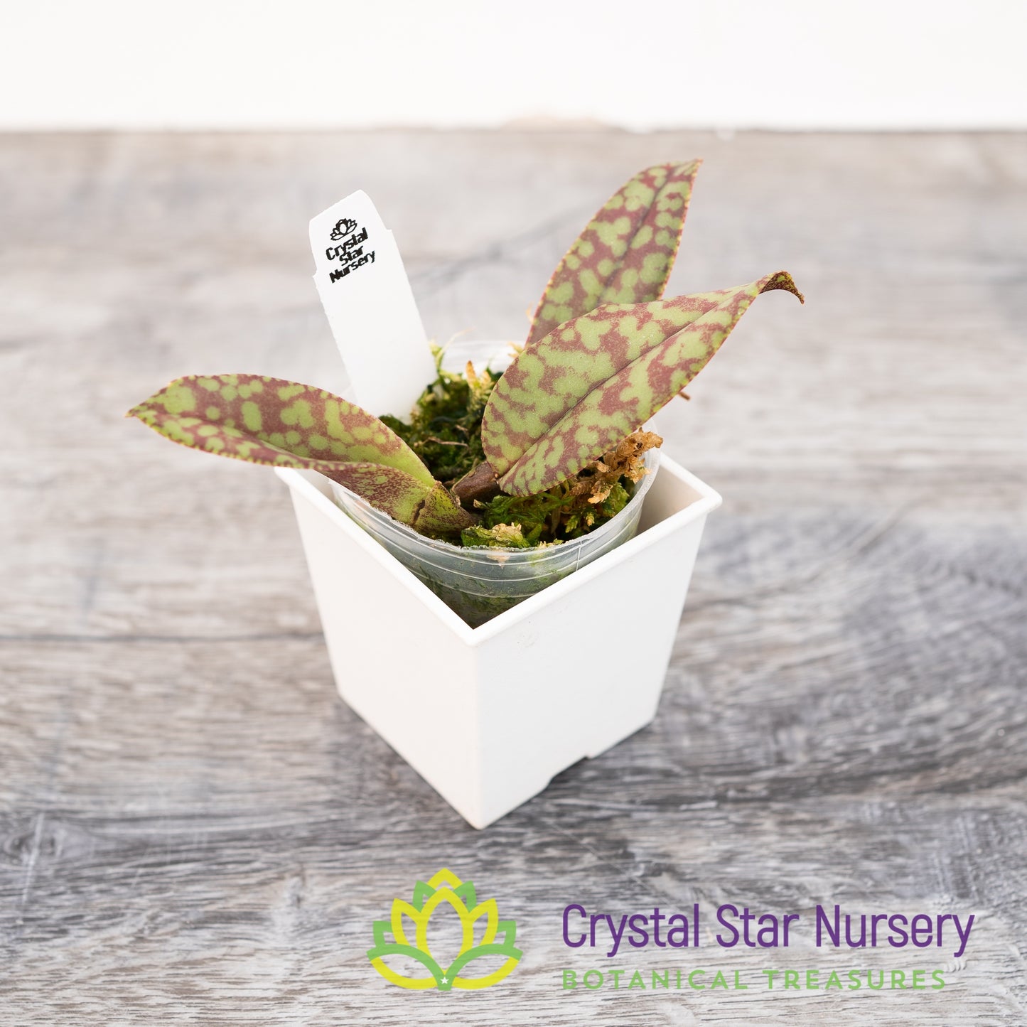 Psychopsis Mendenhall 'Hildos' FCC/AOS