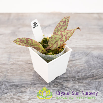 Psychopsis Mendenhall 'Hildos' FCC/AOS