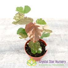 Hibiscus tiliaceus Variegated