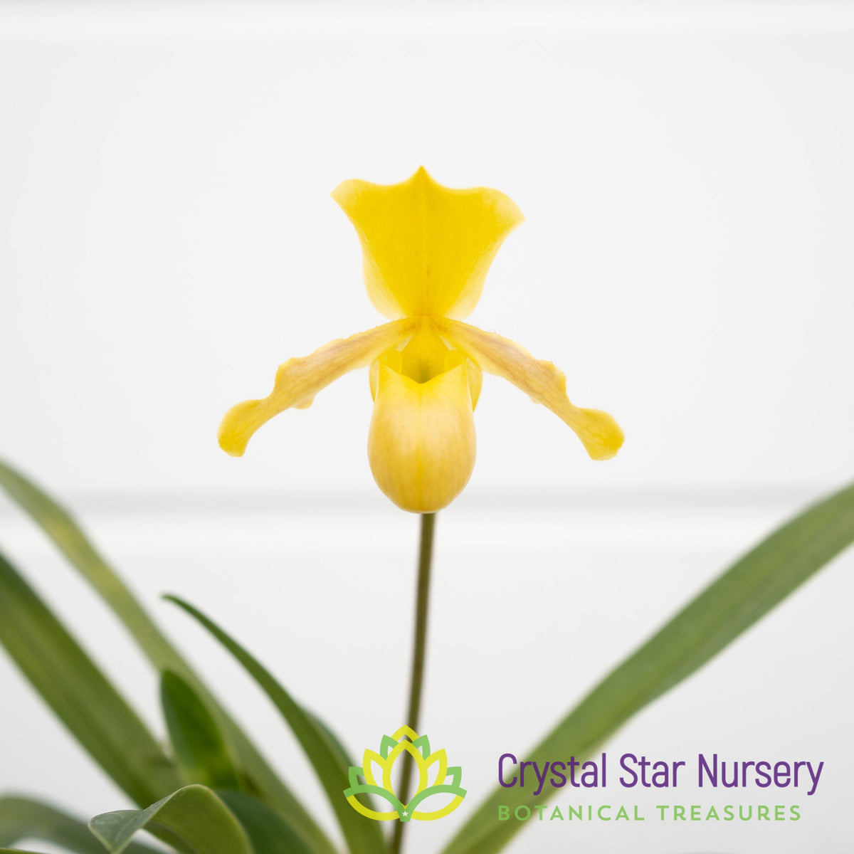 Paphiopedilum Wossner Mini Goldi (#5)