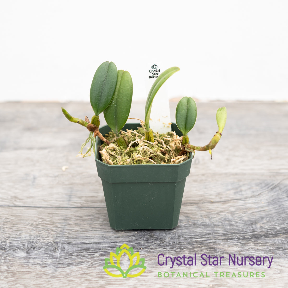 Bulbophyllum Vaginatum (33)