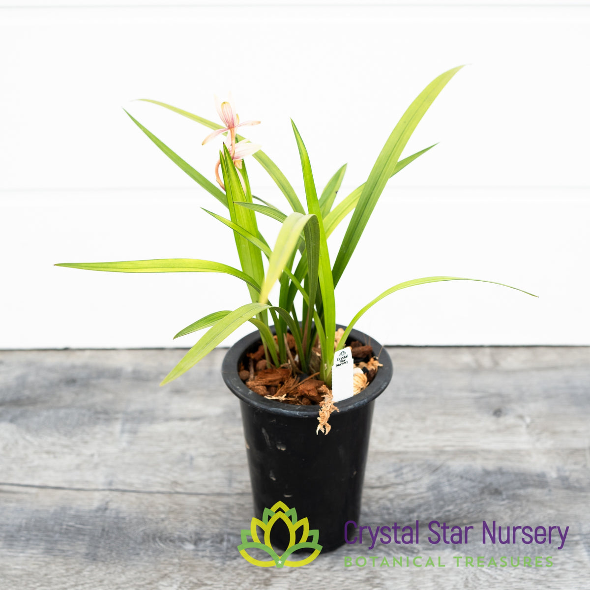 Cymbidium ensifolium &#39;千霞冠&#39; (#4)