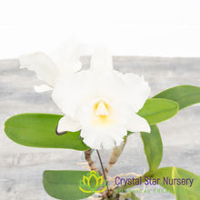 Blc Burdekin Wonder 'Lake Land'