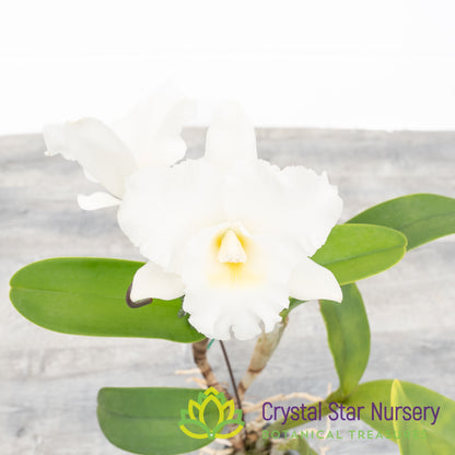 Blc Burdekin Wonder 'Lake Land'