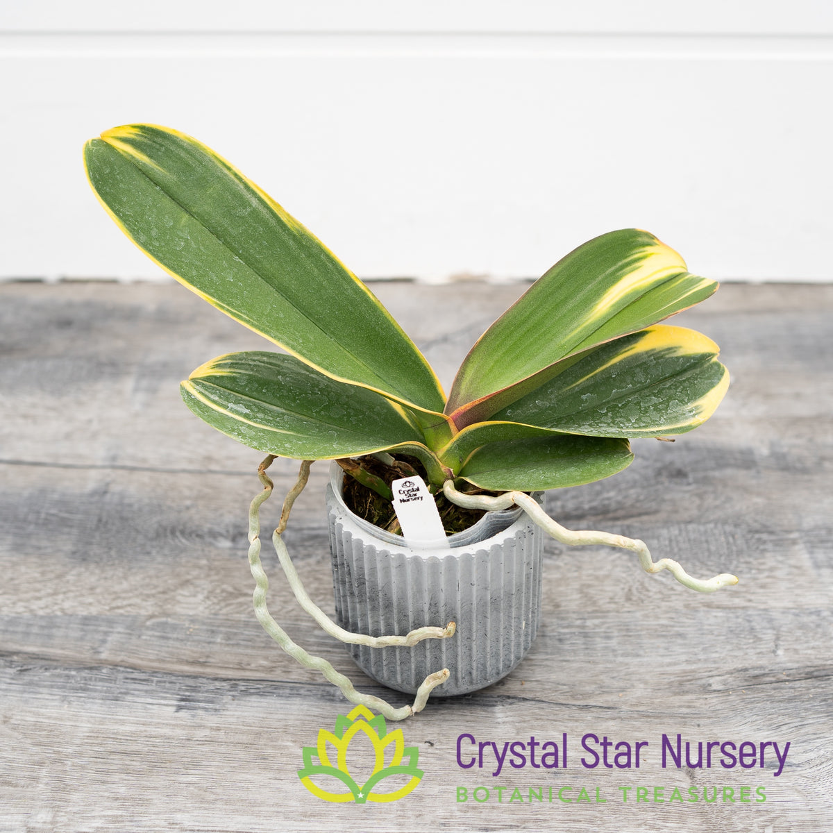Phalaenopsis Ken&#39;s Sweetheart (Variegated) (M2)