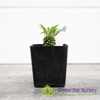 Euphorbia Sotetsu-Kirin