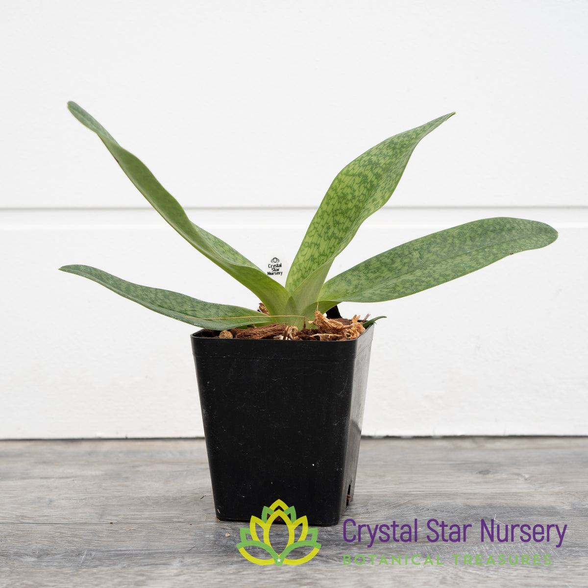 Paphiopedilum Luk Luk (#4)