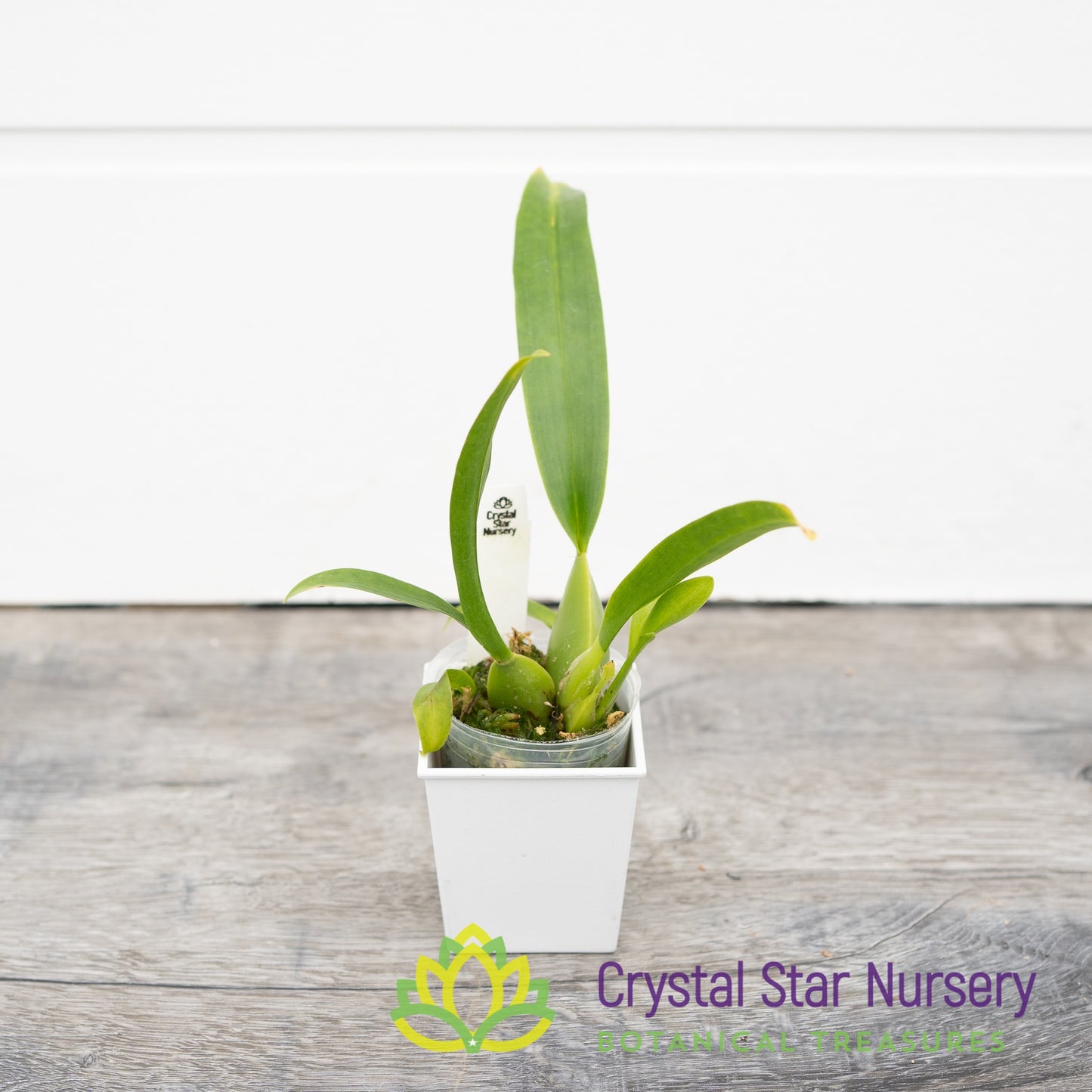 Oncidium Sharry Baby ‘Sweet Fragrance’ AM/AOS (H962/H009)