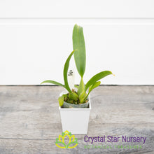 Oncidium Sharry Baby ‘Sweet Fragrance’ AM/AOS (H962/H009)