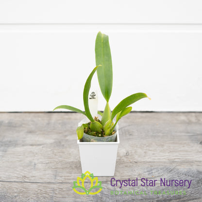 Oncidium Sharry Baby ‘Sweet Fragrance’ AM/AOS (H962/H009)