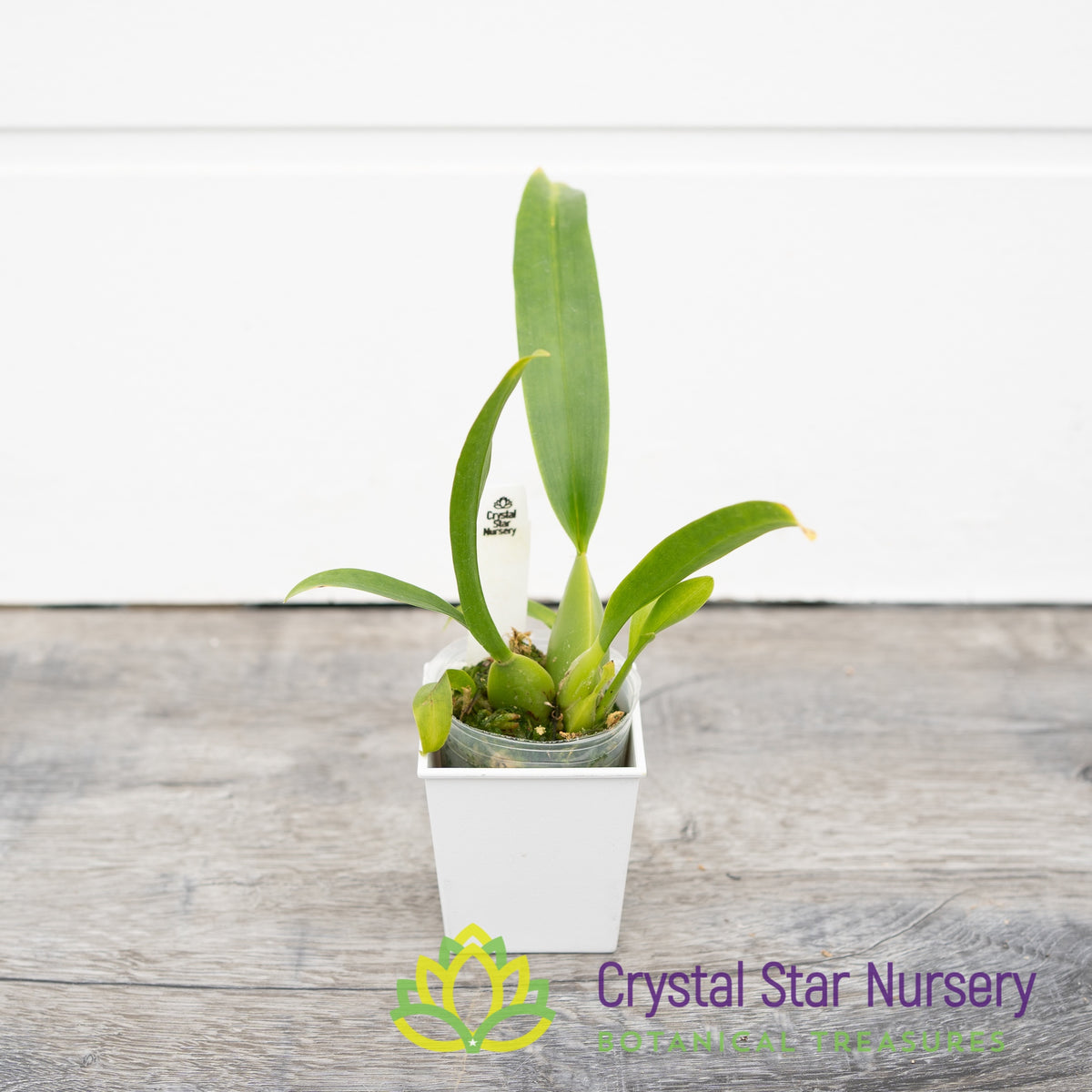 Oncidium Sherry Baby ‘Sweet Fragrance’ (H962)
