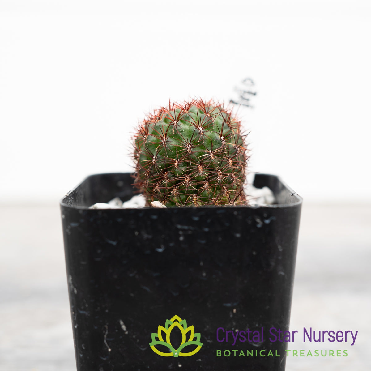Sulcorebutia Mentosa