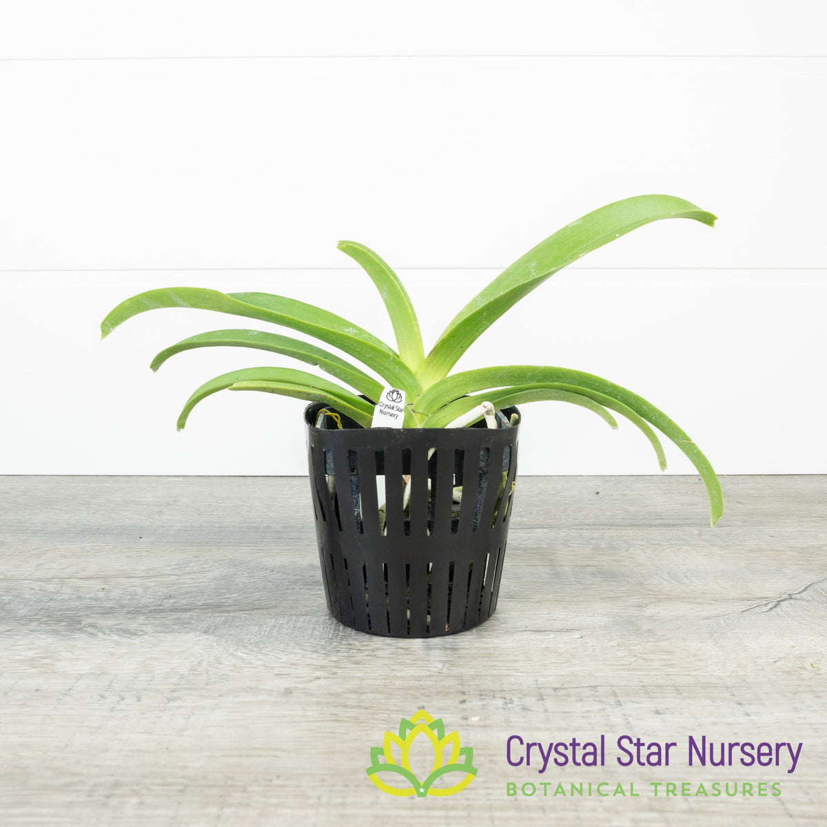 Vandachostylis Thailand x Rhy. gigantea ( #7)