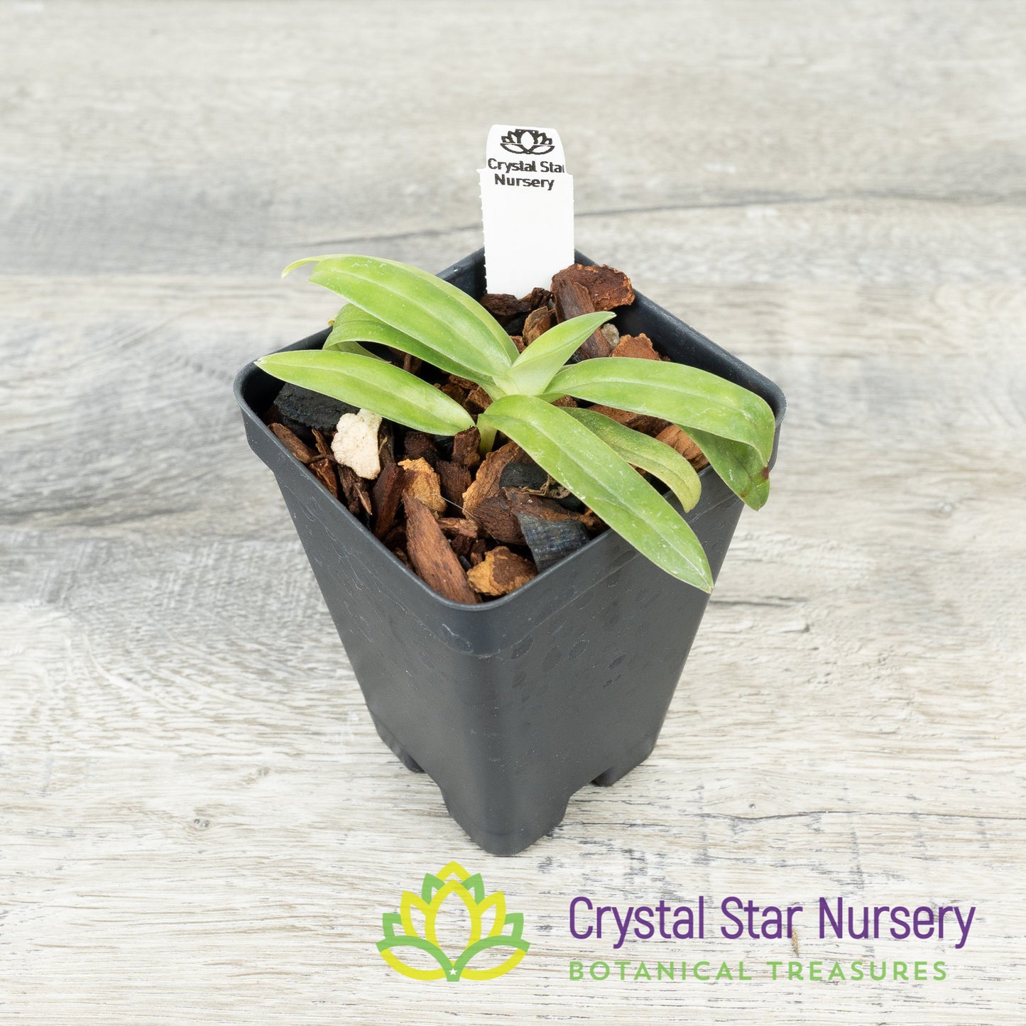 Paphiopedilum Mastersianum 'Zephyrus' x Appletonianum Album (Z578)