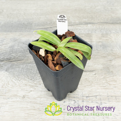 Paphiopedilum Mastersianum 'Zephyrus' x Appletonianum Album (Z578)