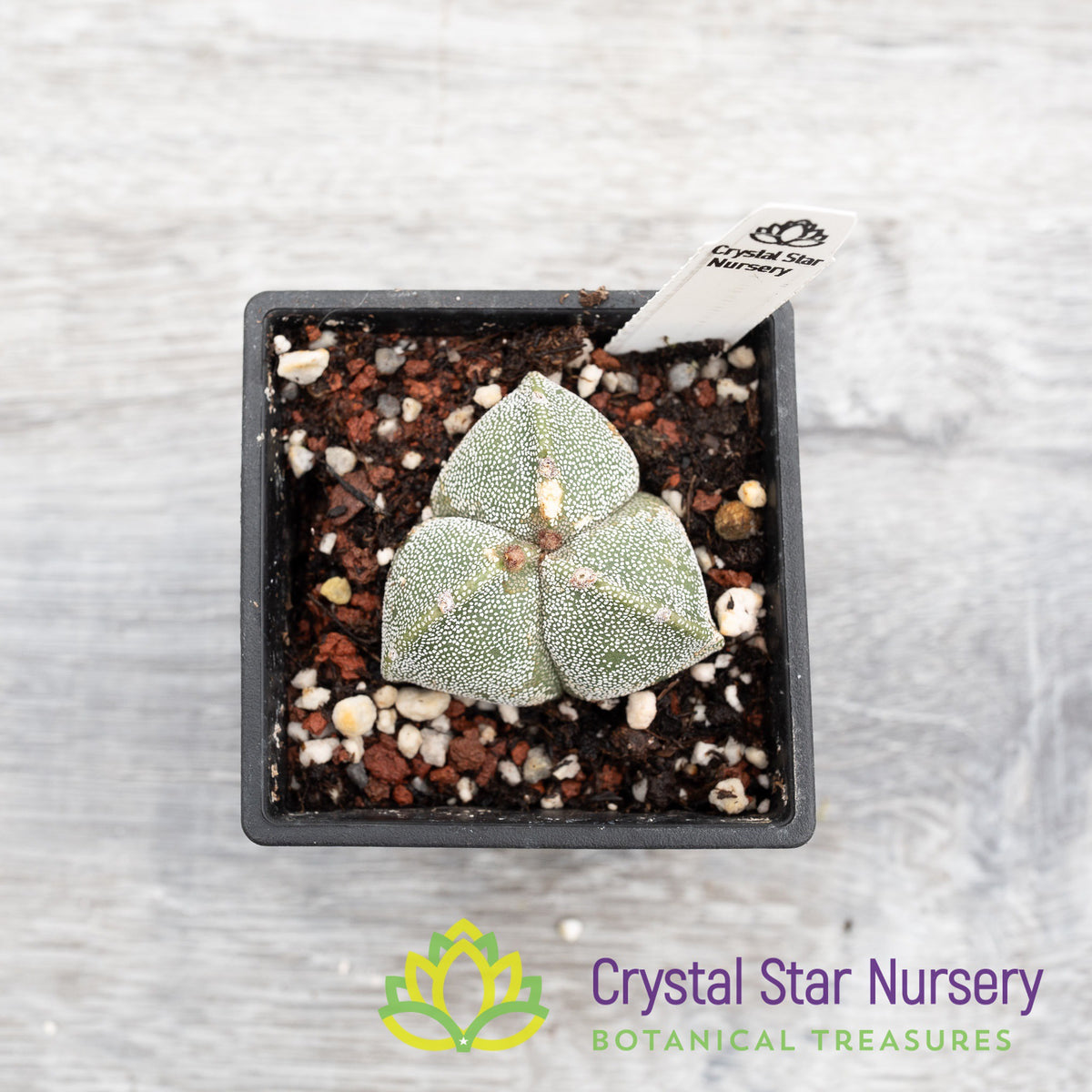 Astrophytum Myriostigma var. Tricostatum