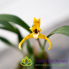 Maxillaria Picta