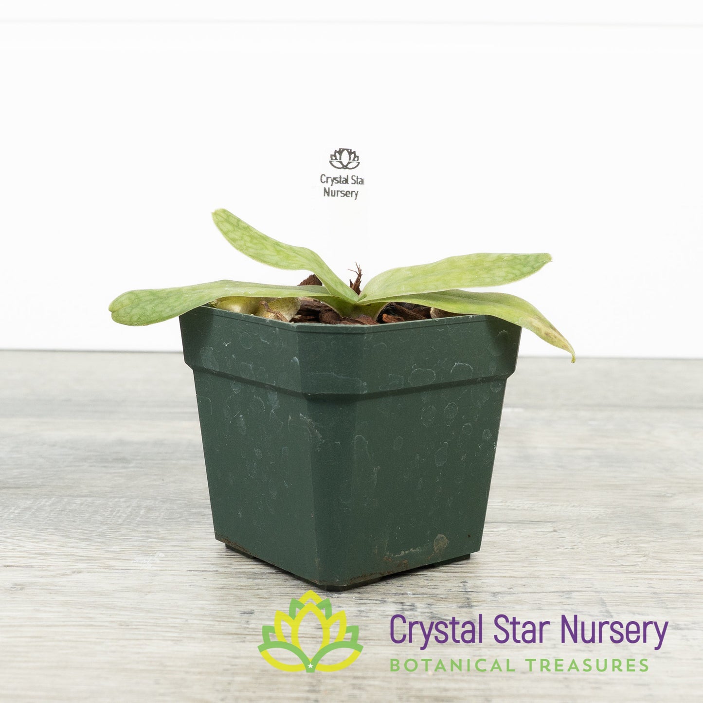 Paphiopedilum Niveum Album x Fairrieanum Album (Z579)