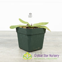 Paphiopedilum Niveum Album x Fairrieanum Album (Z579)