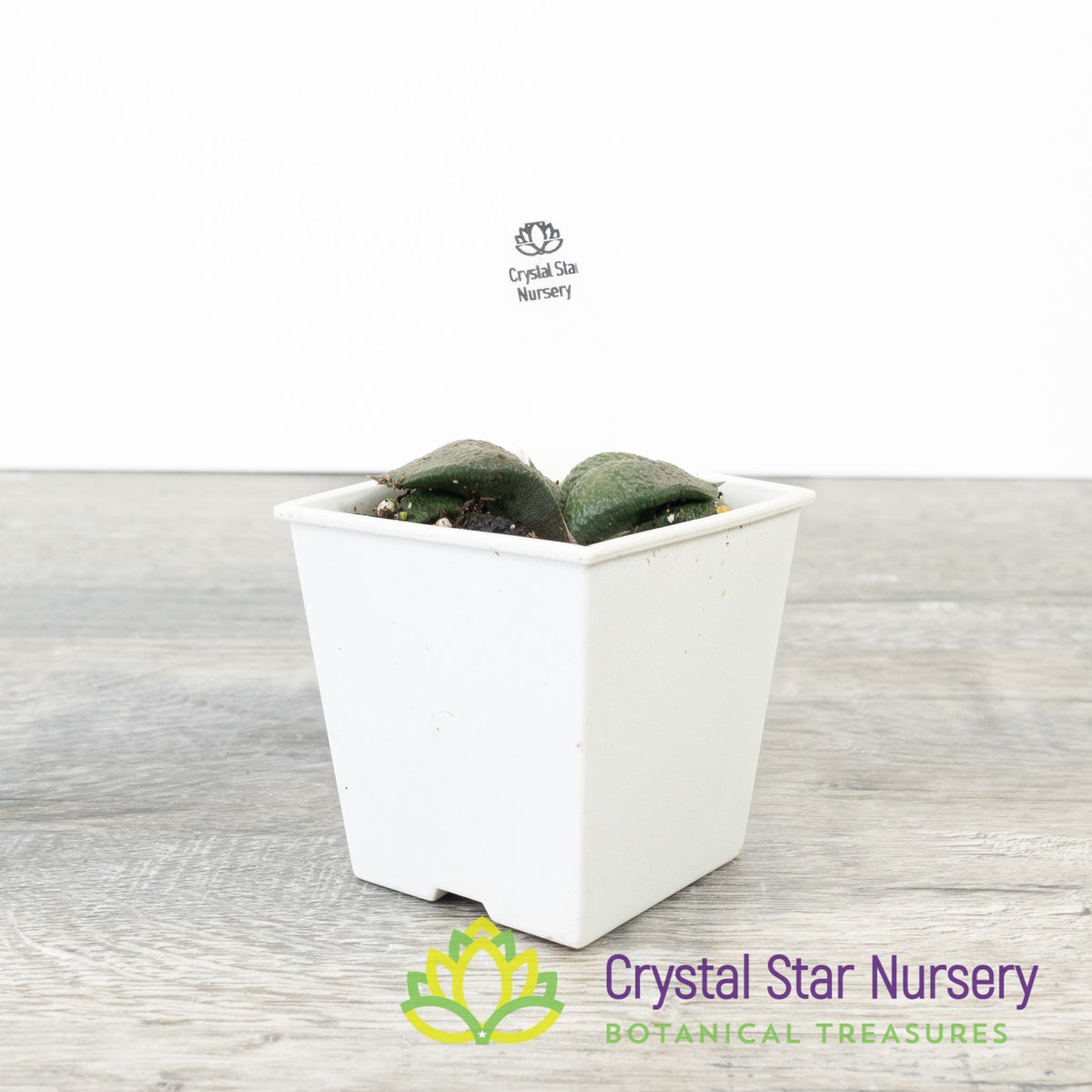 Gasteria Armstrongii