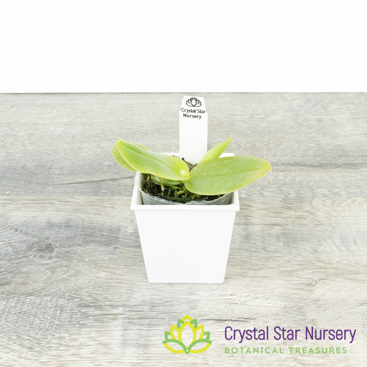 Phalaenopsis Bellina &#39;Yellow&#39; (PSN10B)