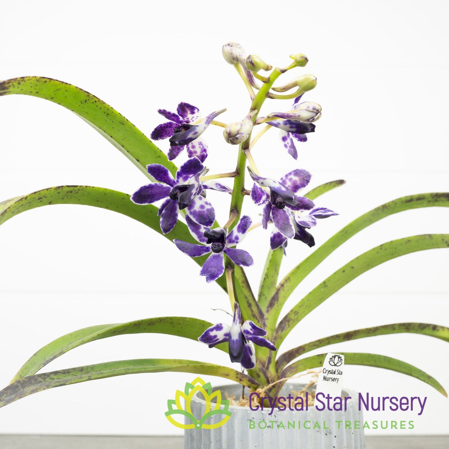 Vandachostylis Pinky 'Violet Queen' AM/AOS