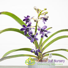 Vandachostylis Pinky 'Violet Queen' AM/AOS