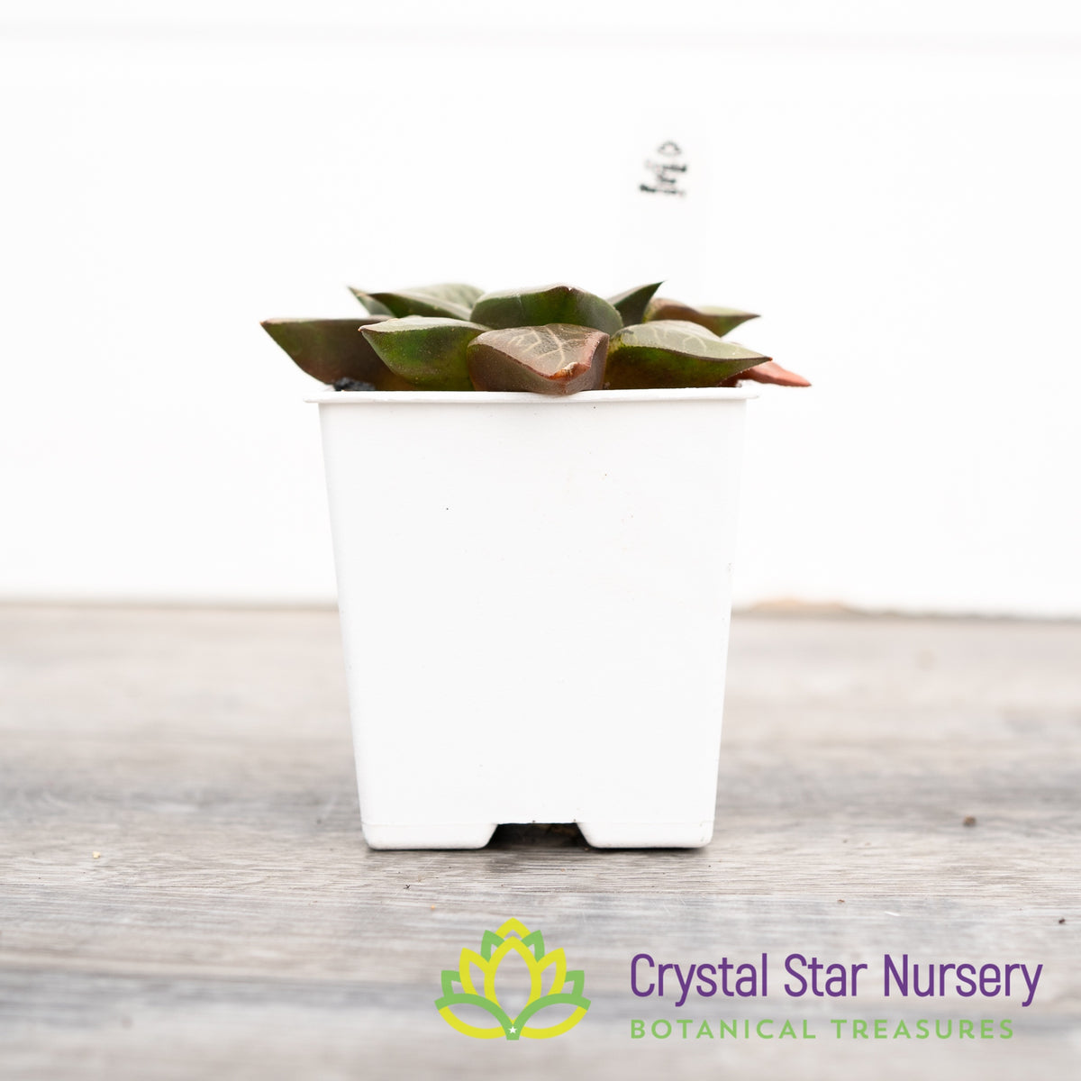 Haworthia Comptoniana &#39;Kawahika&#39; (LS198)