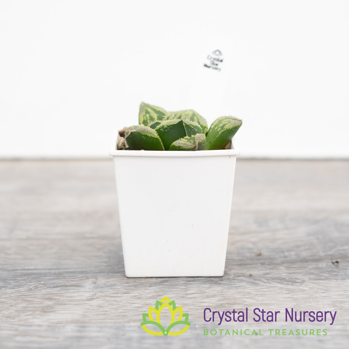 Haworthia Correcta &#39;Wakamai&#39;