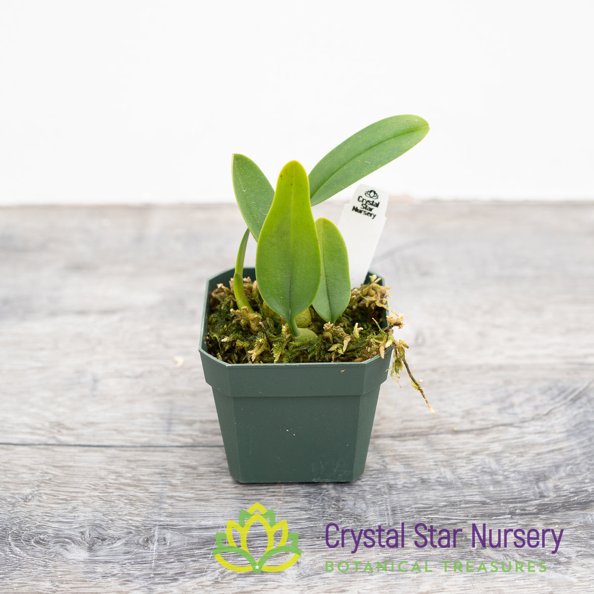 Bulbophyllum Pleurocrepis (24)