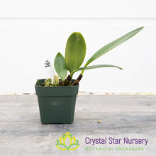Bulbophyllum Burfordiense (3)