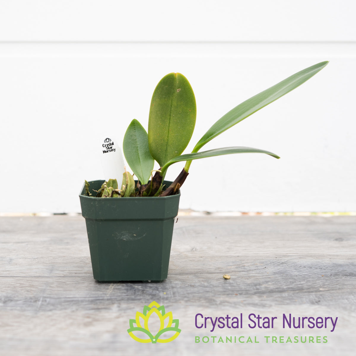 Bulbophyllum Burfordiense (3)