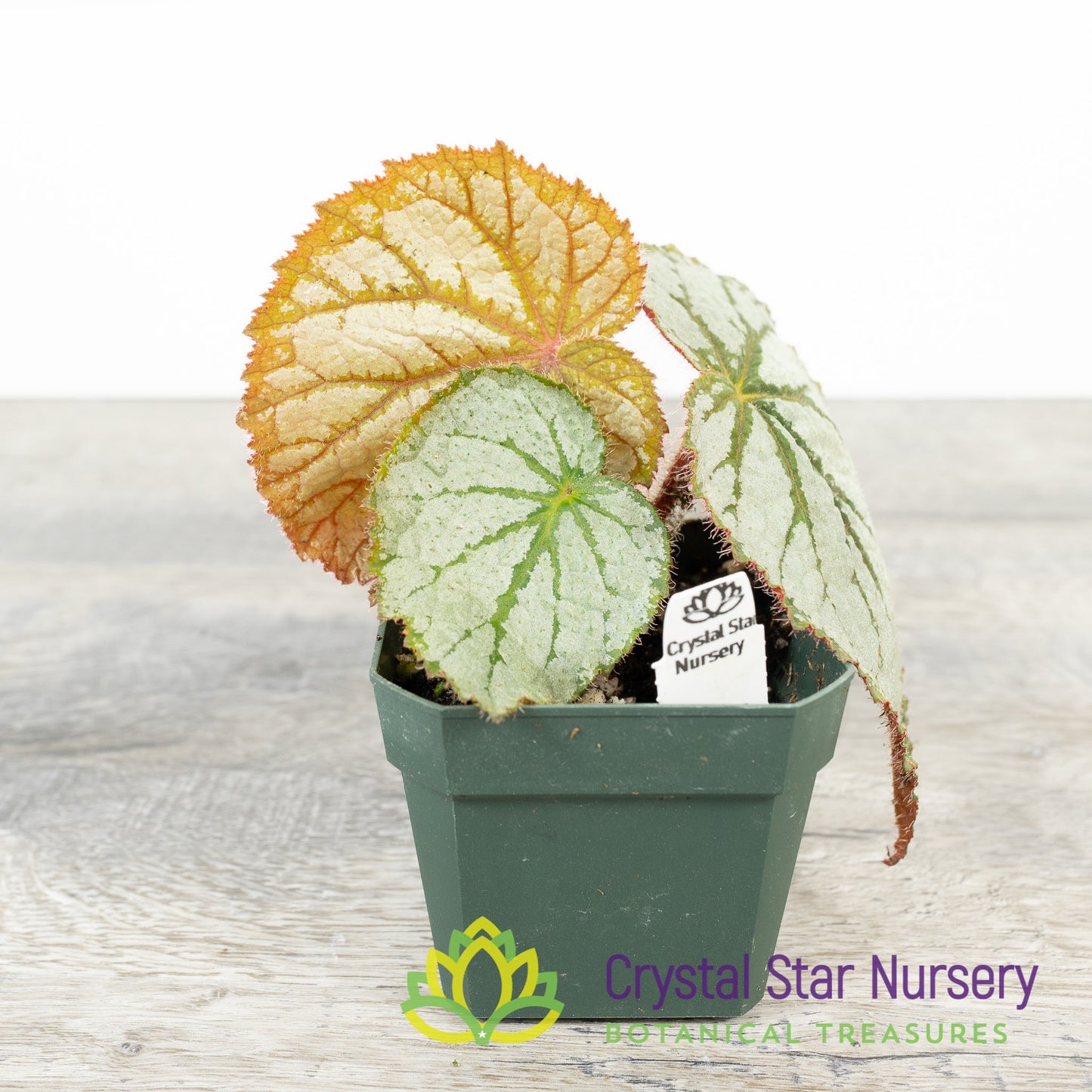 Begonia U400