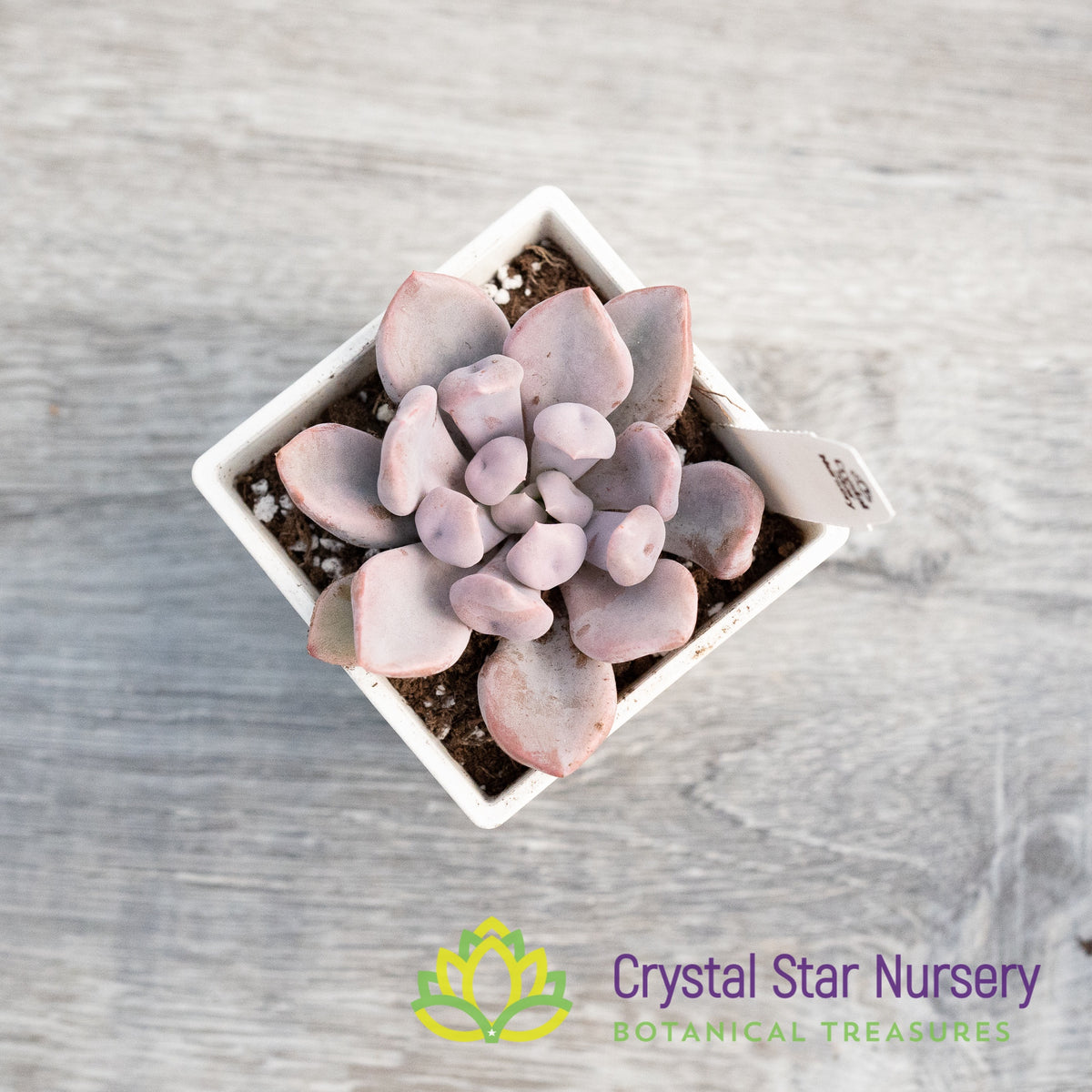 x Graptoveria &#39;Topsy Debbi&#39;