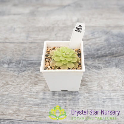 Pinguicula esseriana