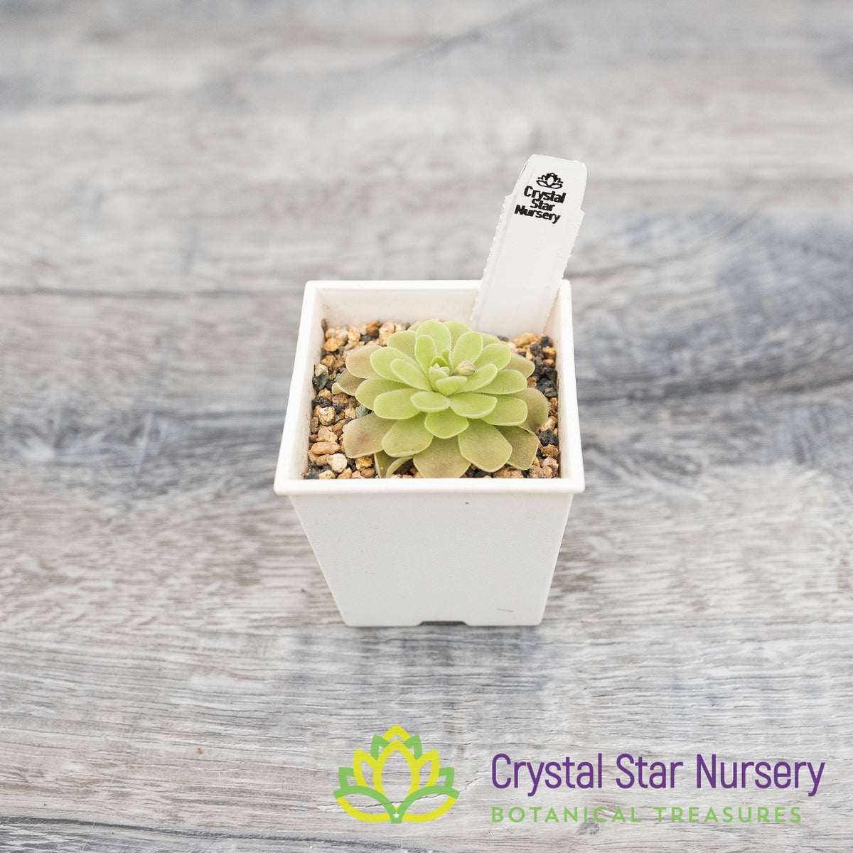 Pinguicula Esseriana