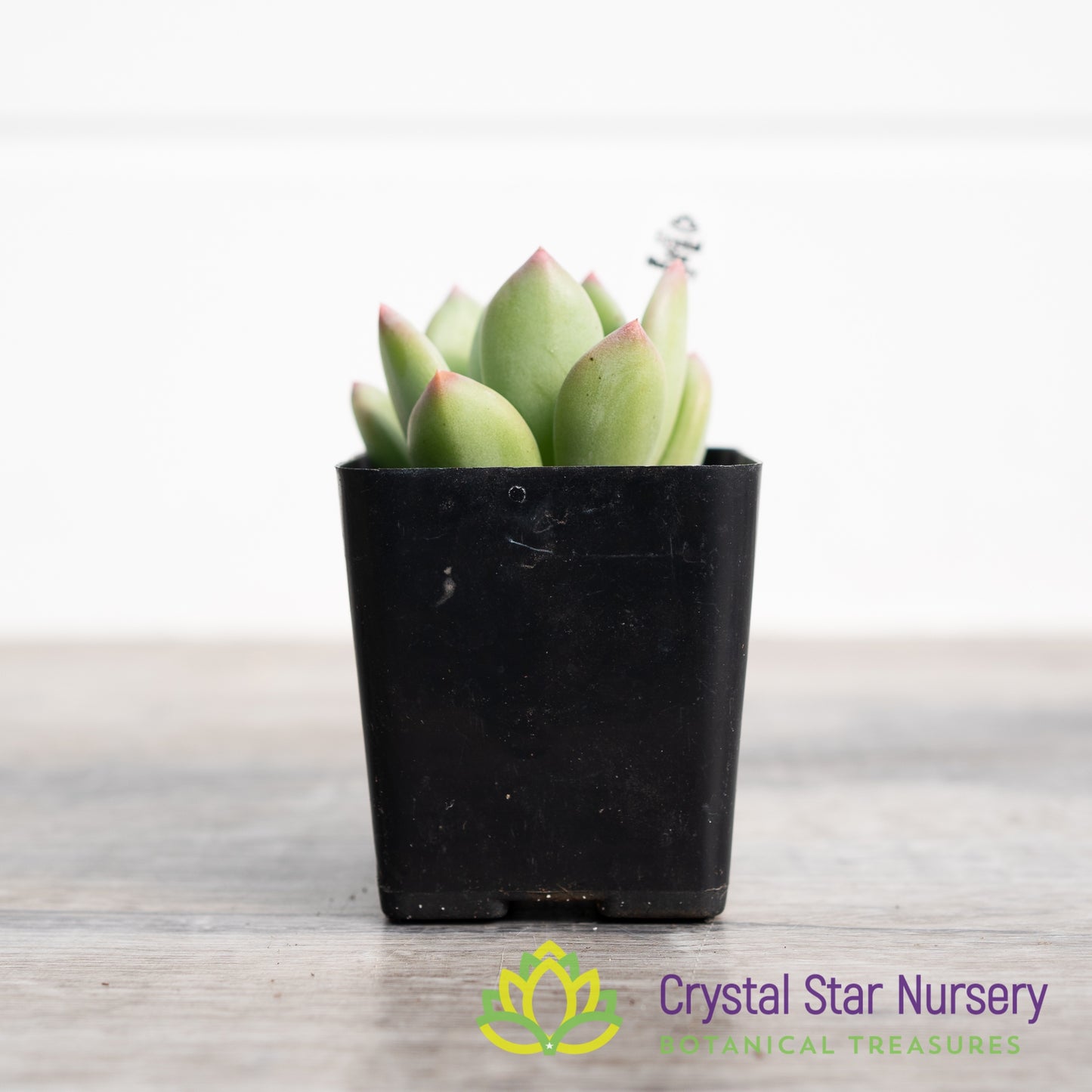 x Pachyveria 'Royal Flush'