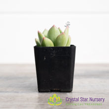 x Pachyveria 'Royal Flush'