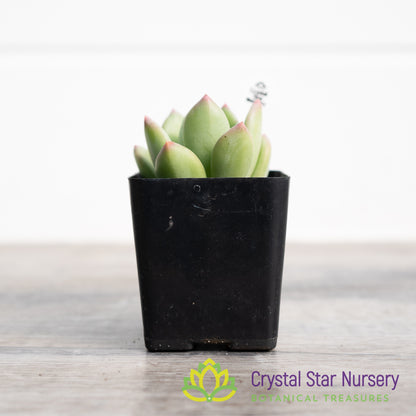 x Pachyveria 'Royal Flush'