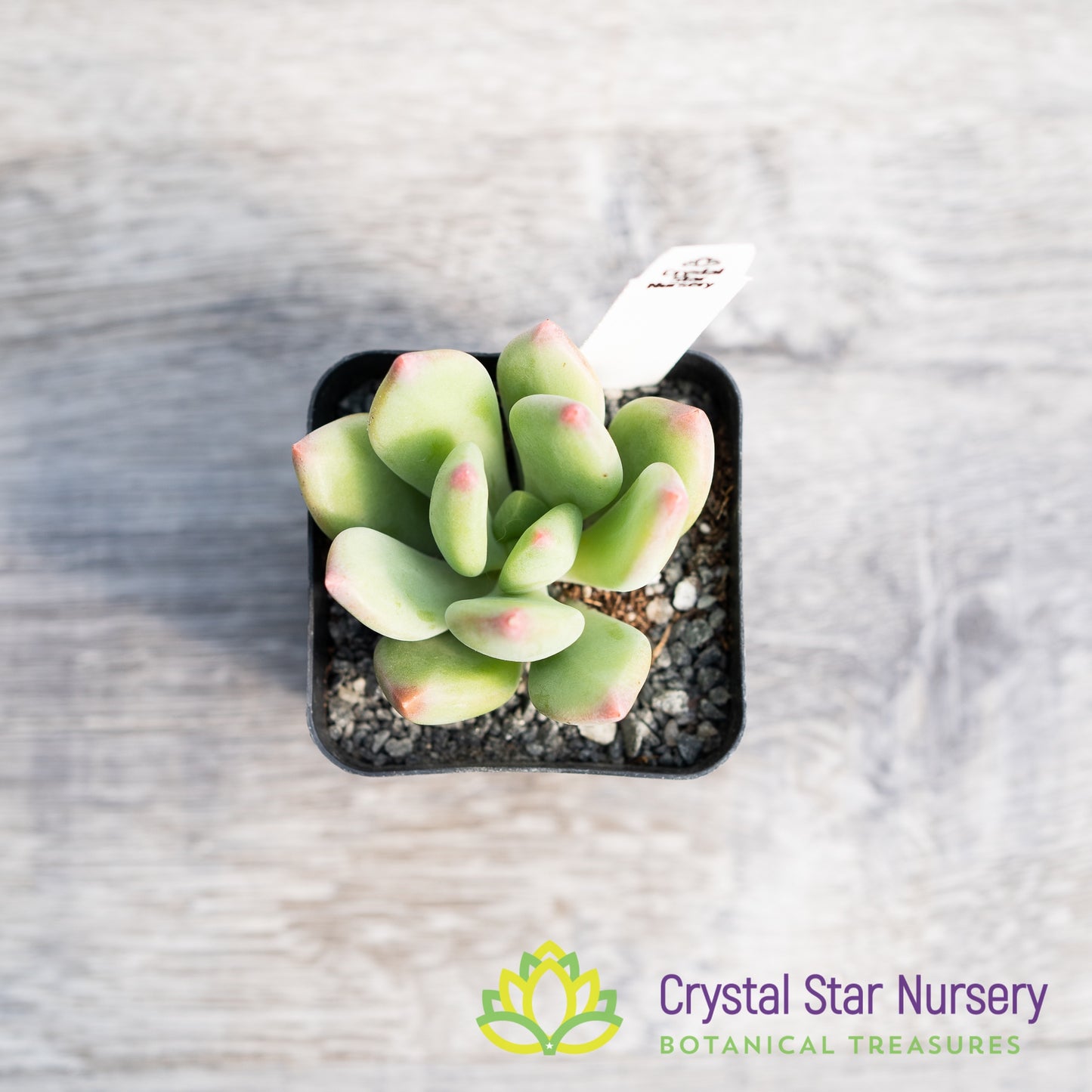 x Pachyveria 'Royal Flush'