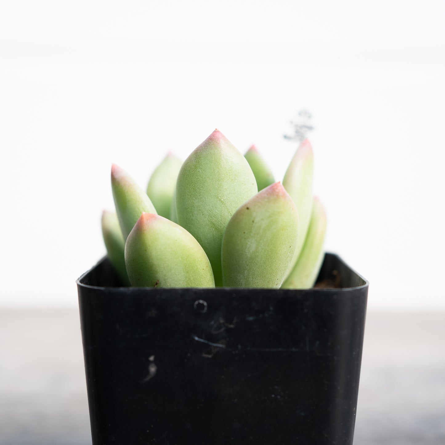 x Pachyveria 'Royal Flush'