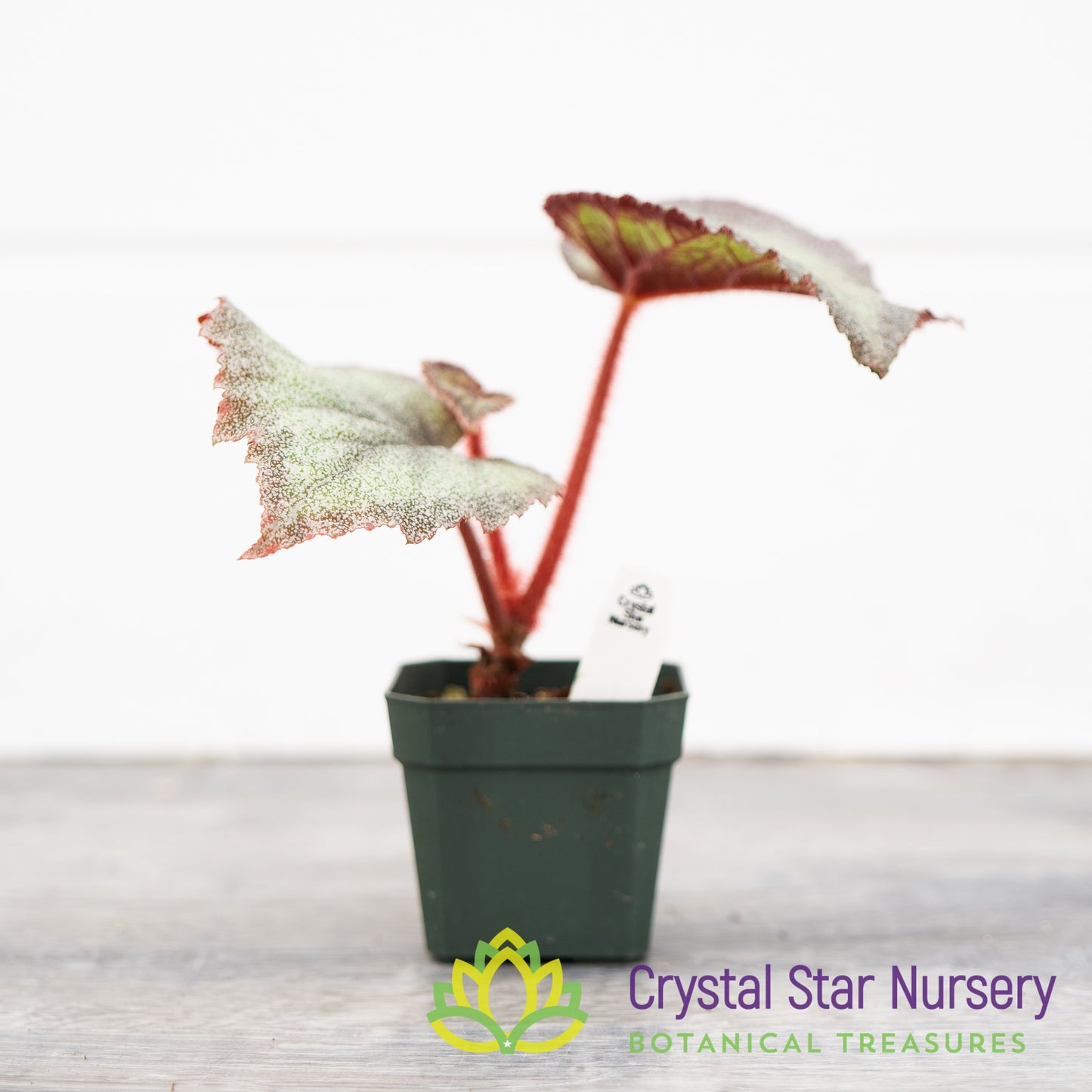 Begonia rex 'Purple Haze'